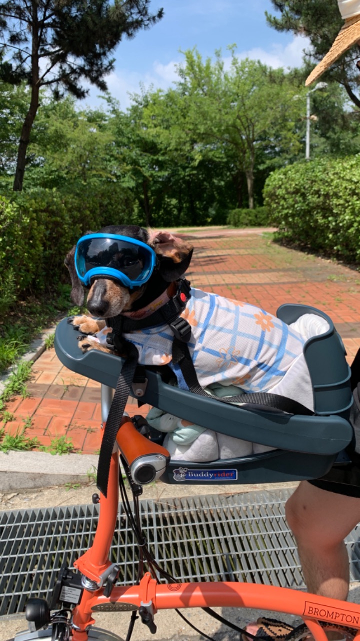 강아지와 자전거 라이딩🐶