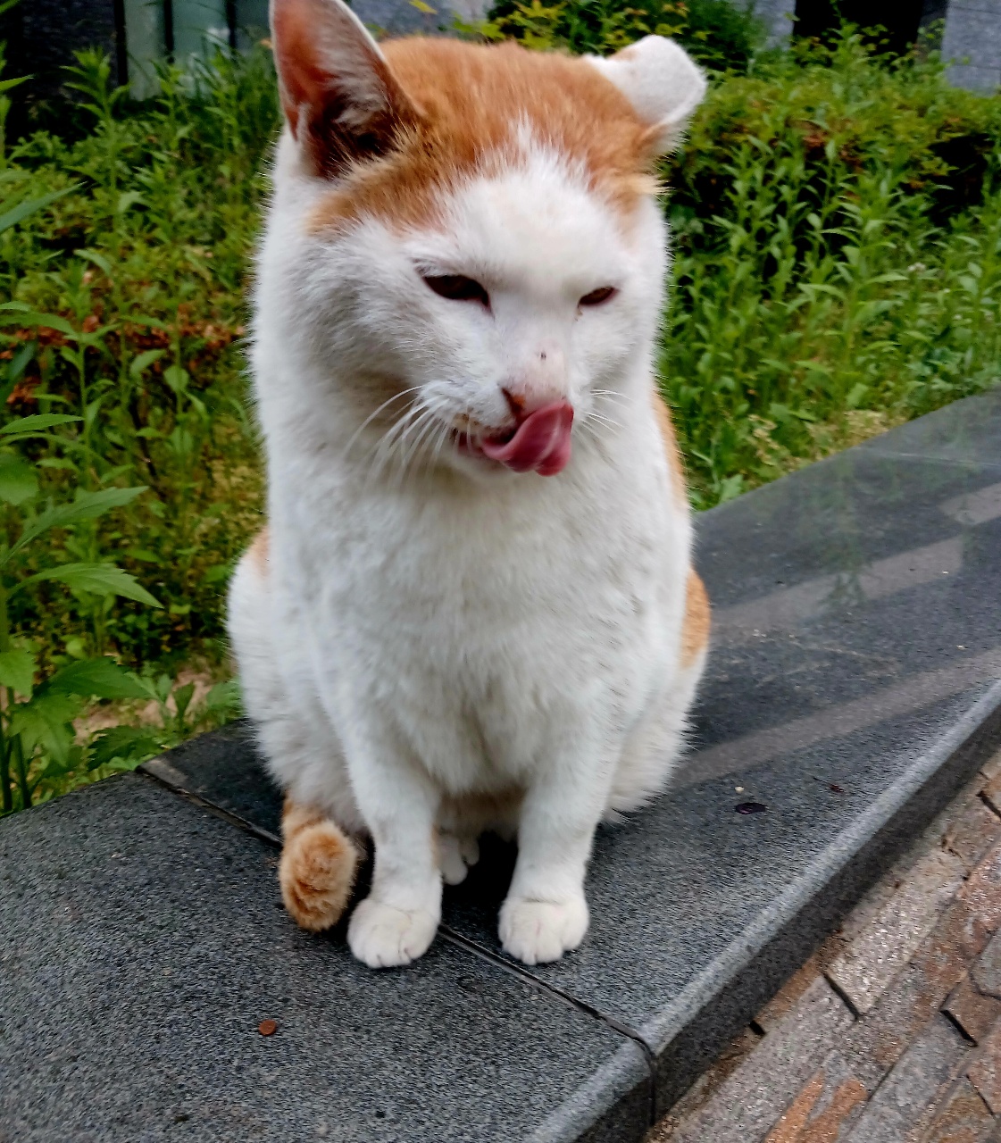 정원 배경에서 혀를 내밀고 있는 흰 고양이