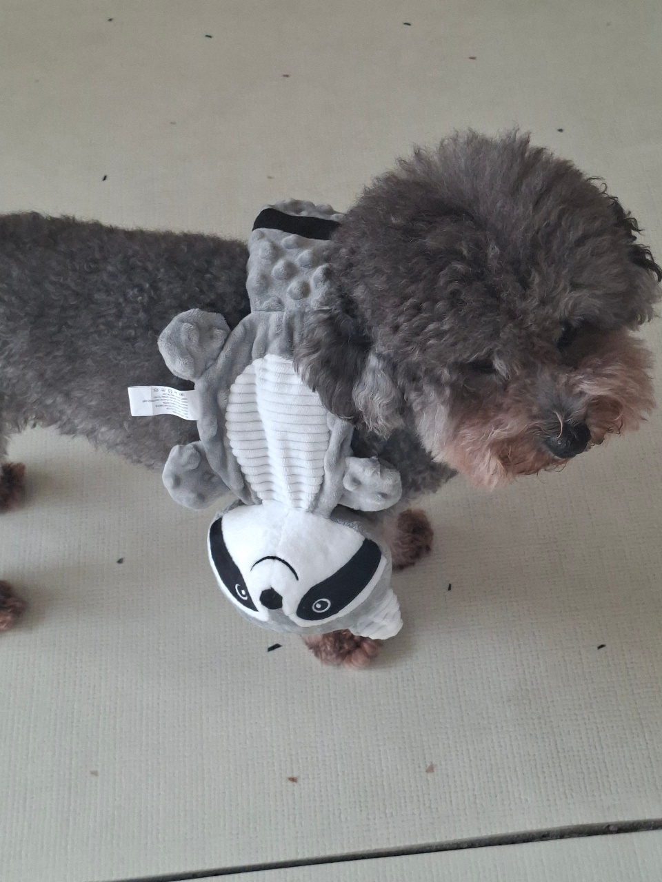 할 말이 많은 콩이 🐶 