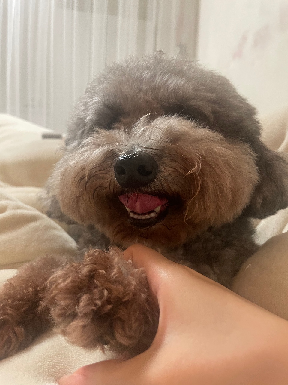귀여운 콩이 모습 🐶 