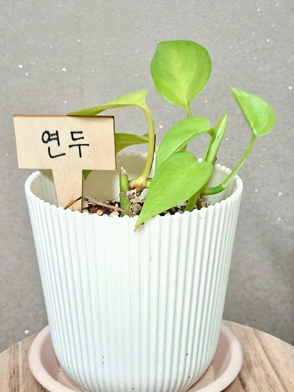 우리집 식물 이름은 "연두"