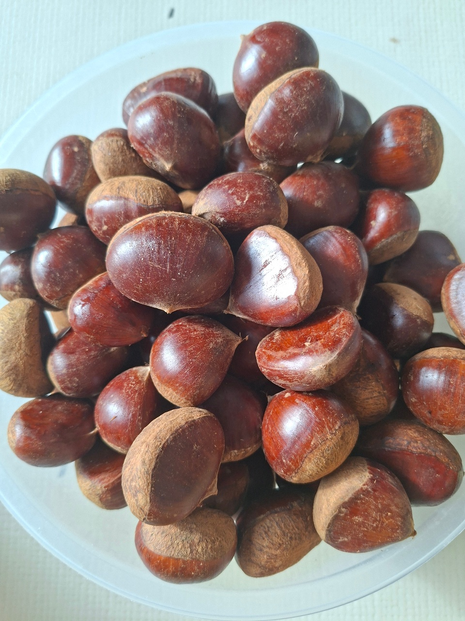 브라운 컬러헌팅  밤🌰