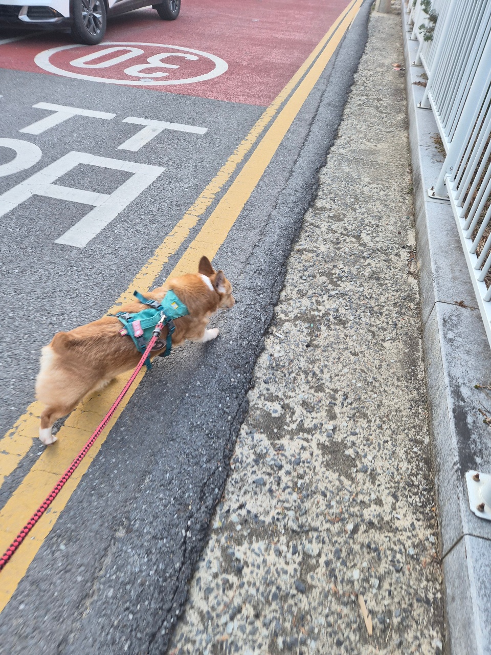 오늘산책끝~