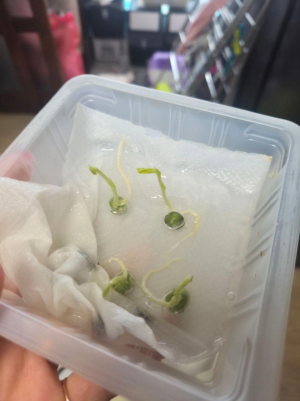 오늘은 완두콩 옮겨심기!!