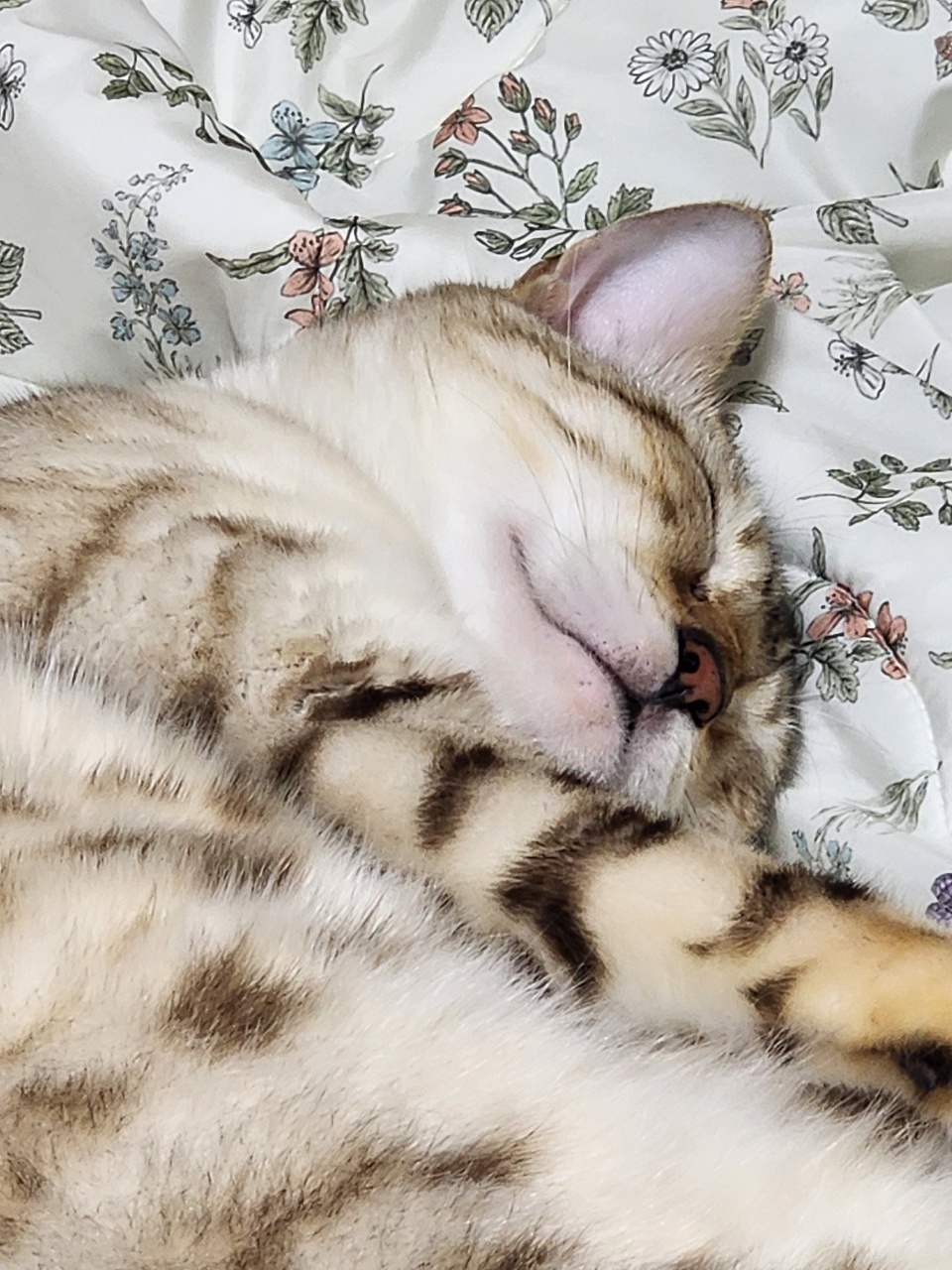 냥이