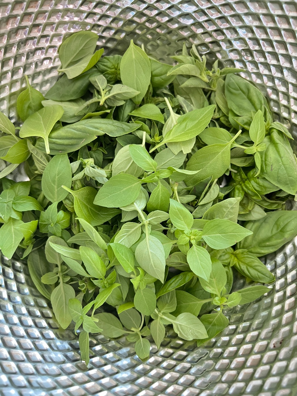 직접 수확한 바질로 바질페스토 만들기 🌱💚