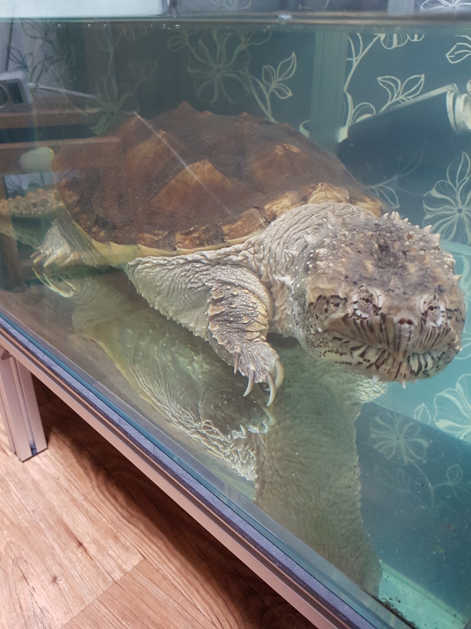 악어거북이 🐊+🐢