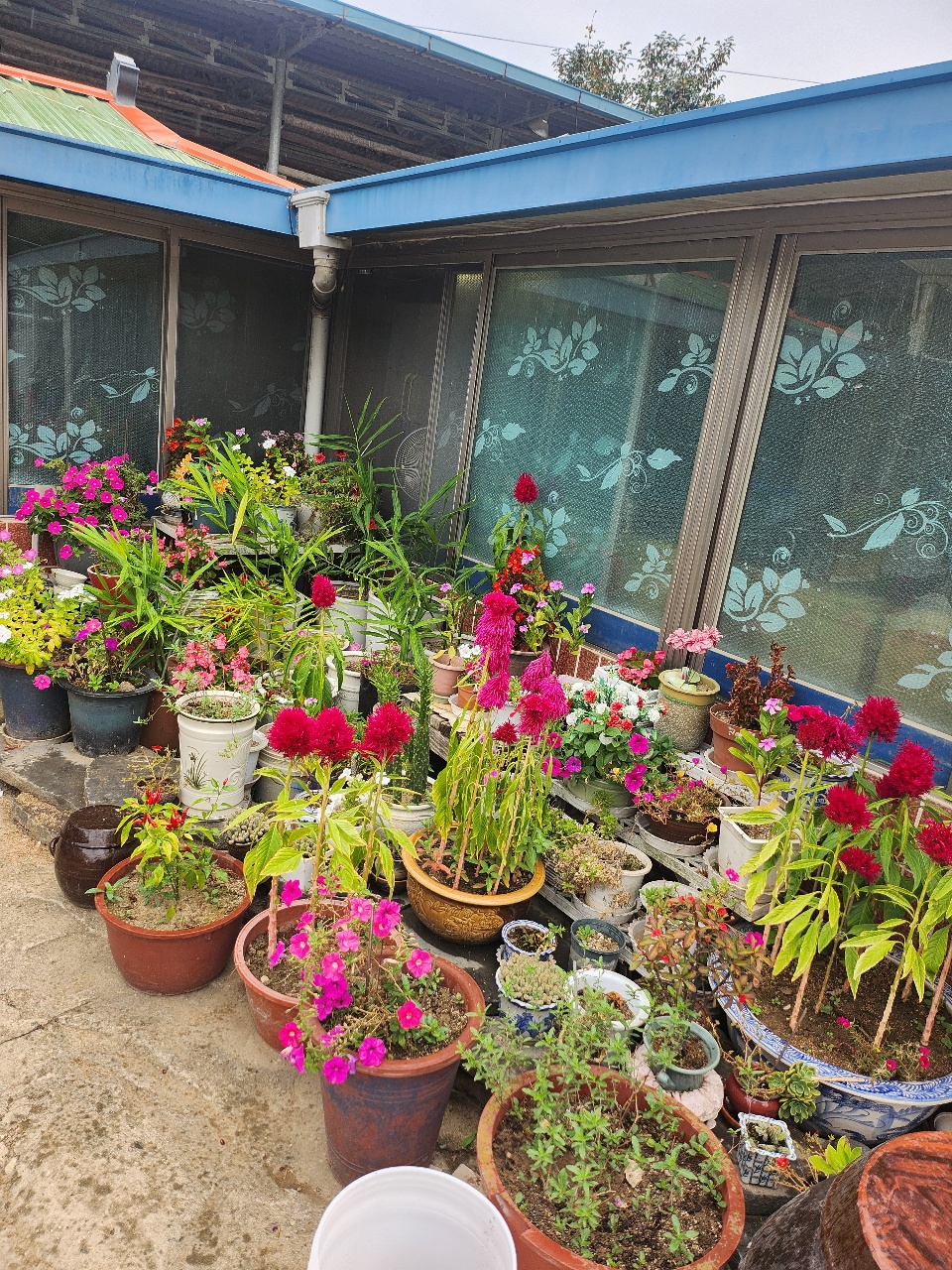 이모네 화분들 🌺