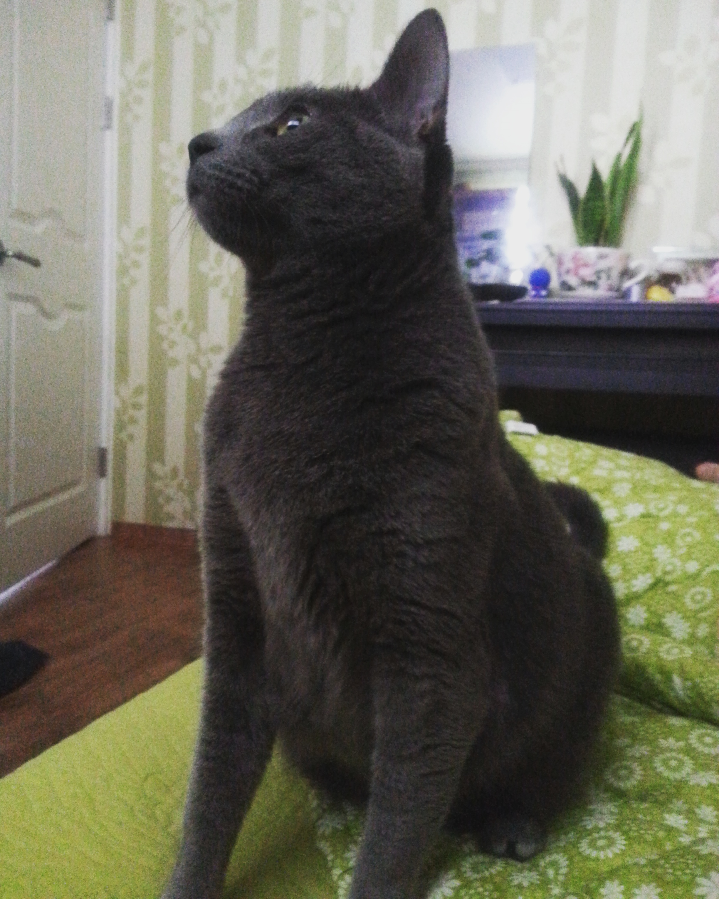 러블 🐱 