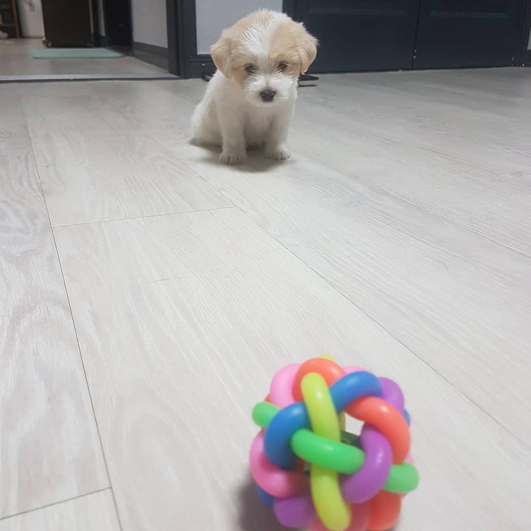 아는 동생네 강얼쥐 🐶 