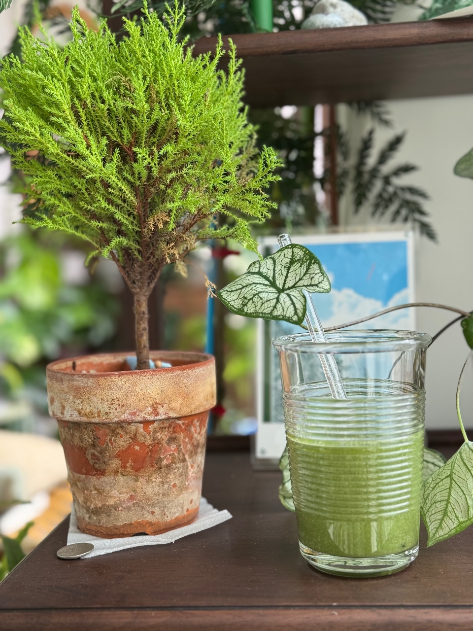 직접키운 케일로 건강주스 만들기🌿🍸