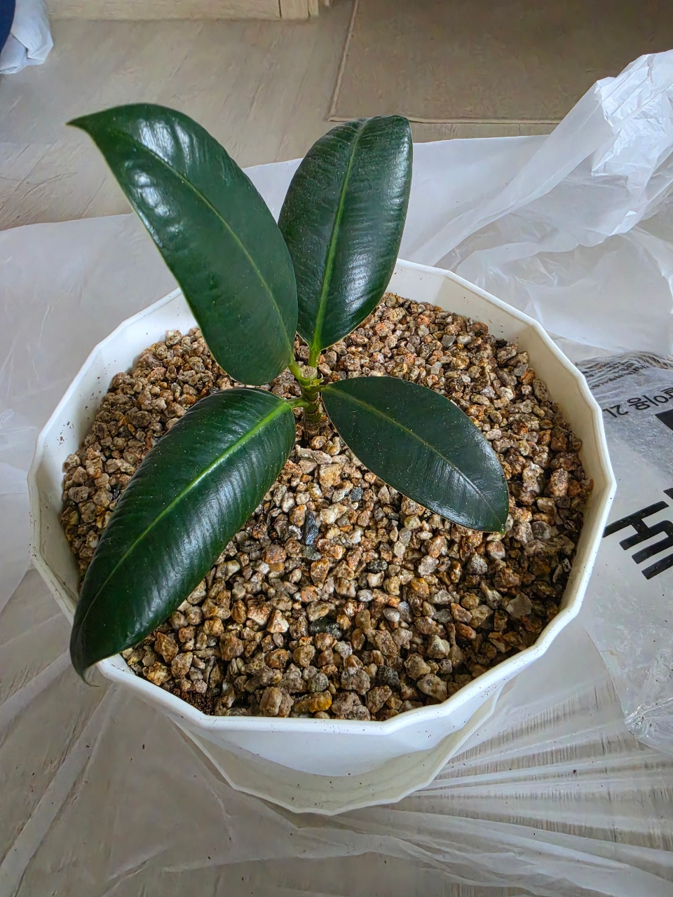 고무나무 옮겨심었어요!