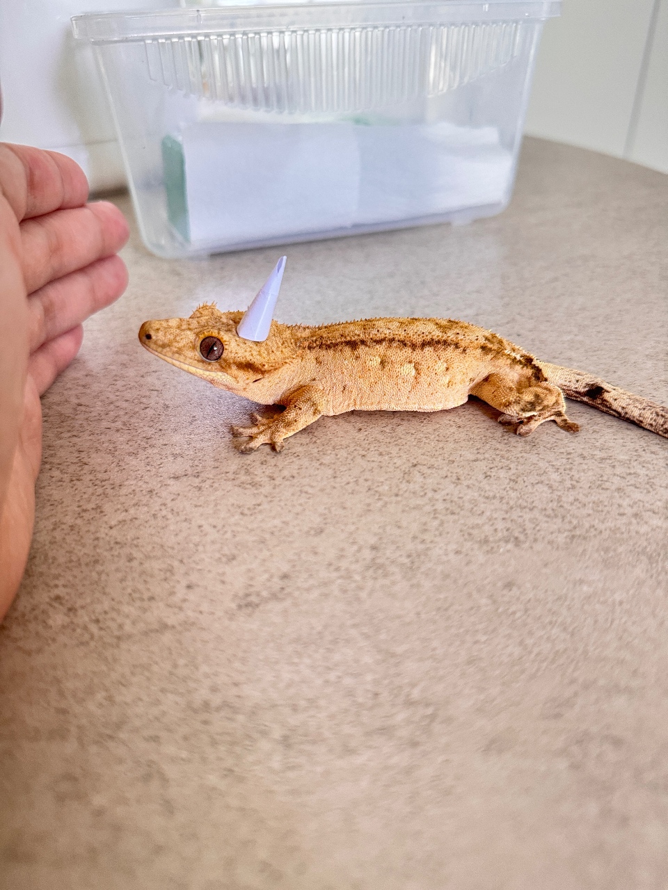 반려 도마뱀🦎