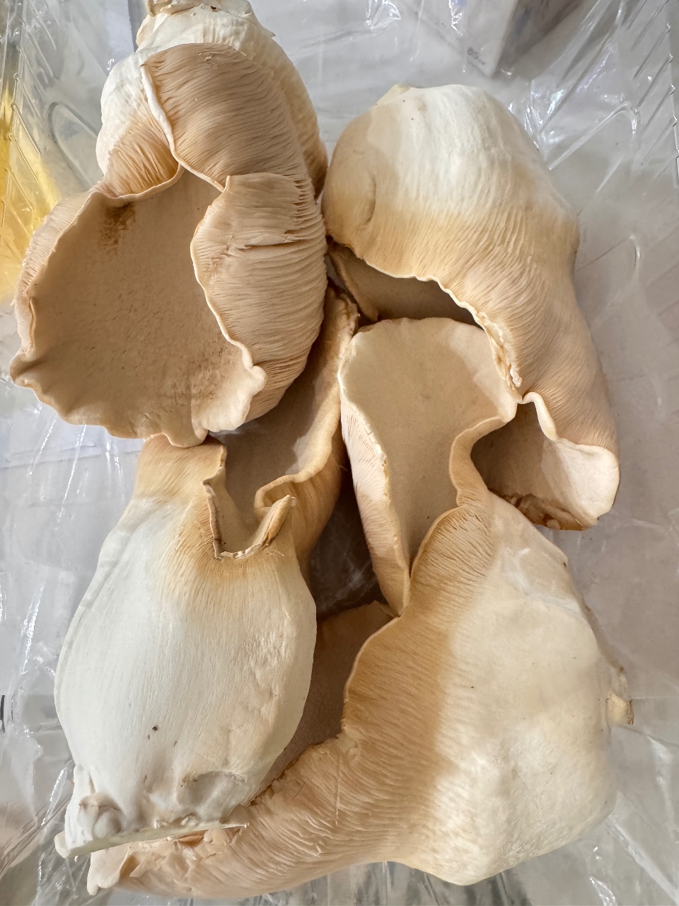 스테이크버섯 🍄‍🟫