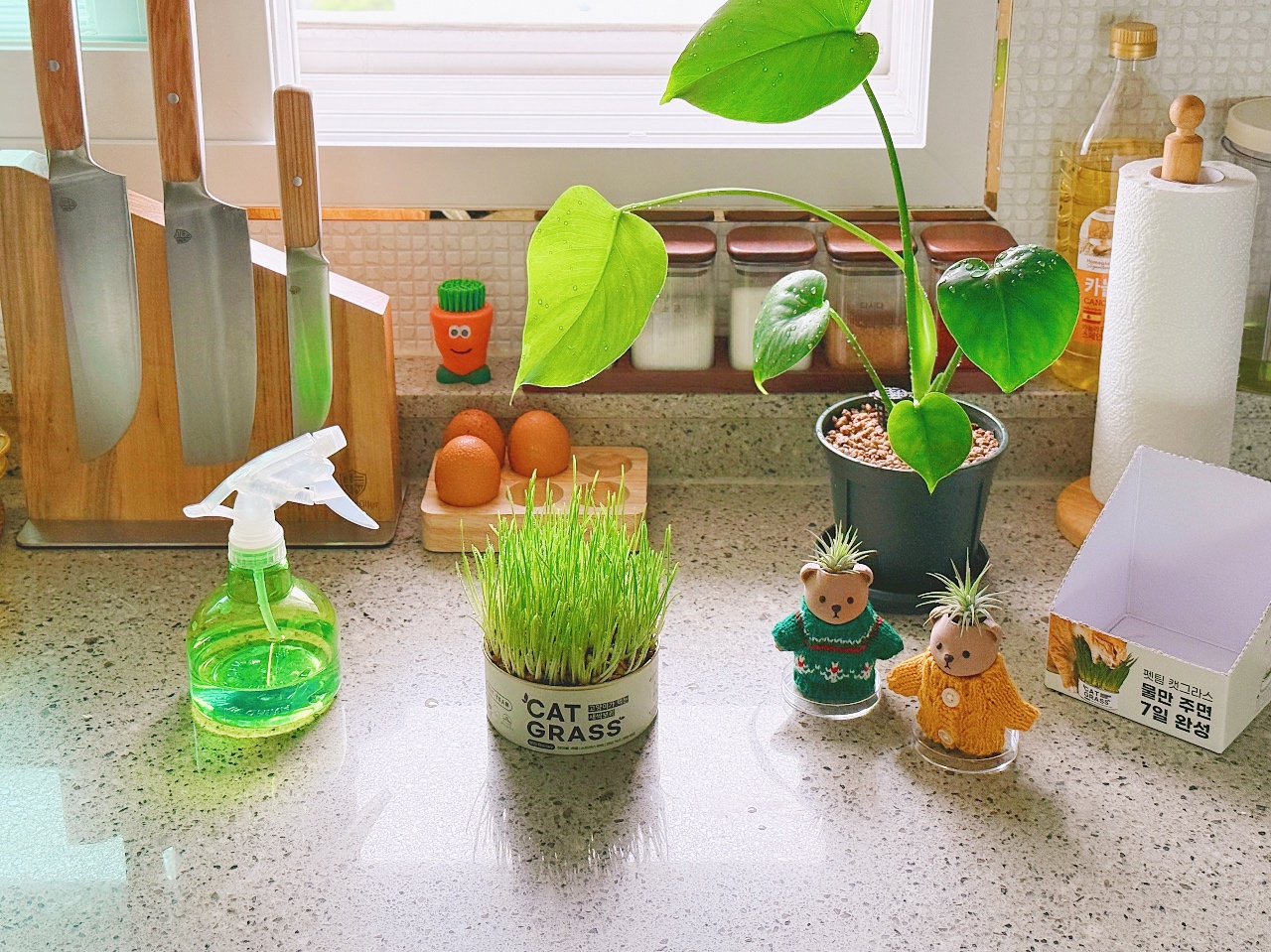 캣그라스 키우기 🌱