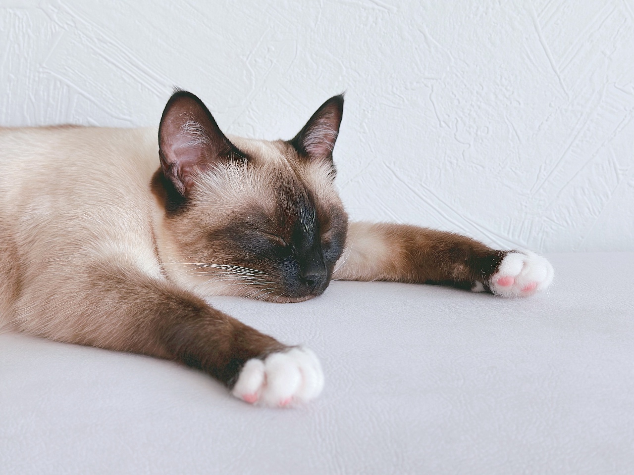🏡 / Supercat