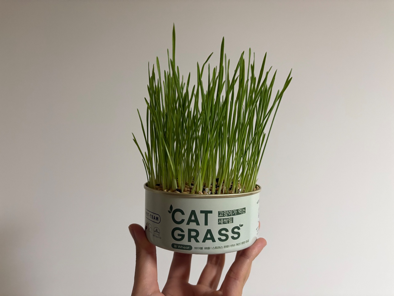 캣가드닝 | 유일한 우리집 식물 캣그라스🌱
