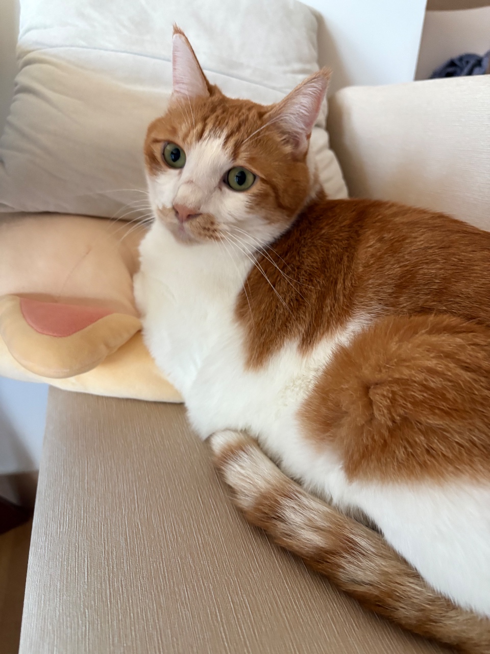가을도 고양이와🐱