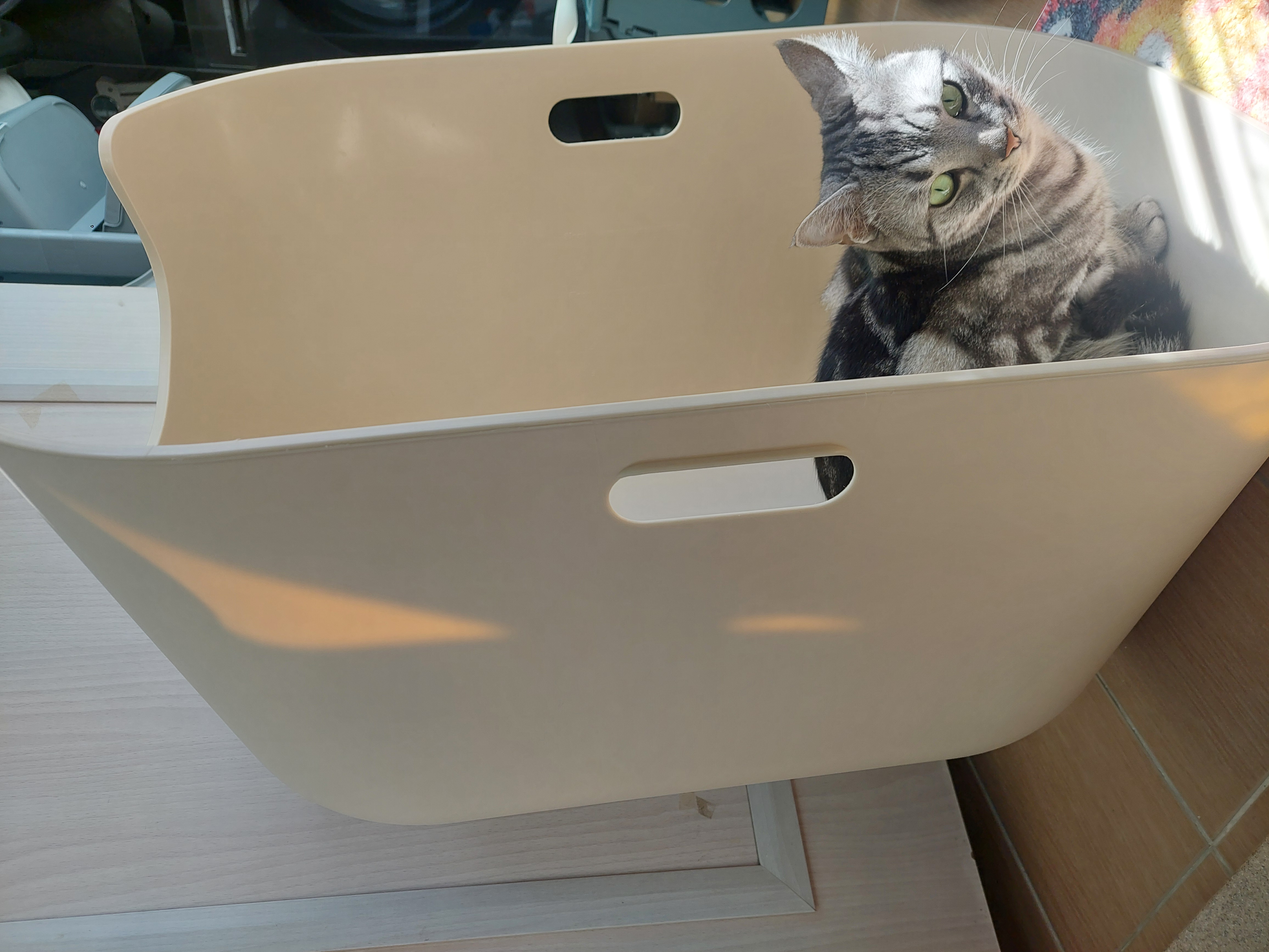 플라스틱 바구니에 앉은 고양이