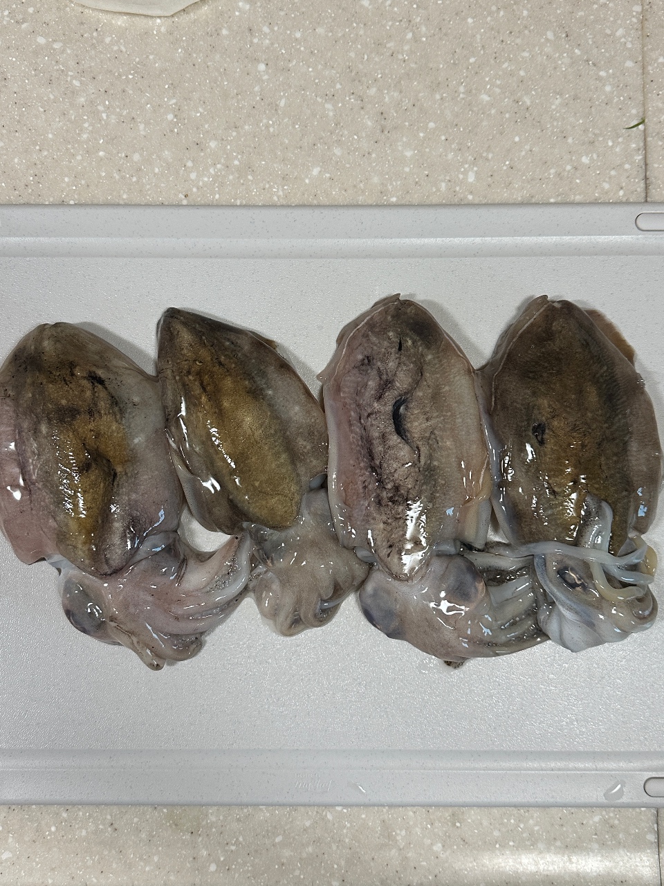 배낚시 자연산 갑오징어볶음🦑
