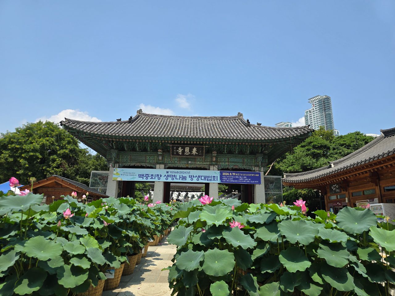 삼성동 봉은사 연꽃축제