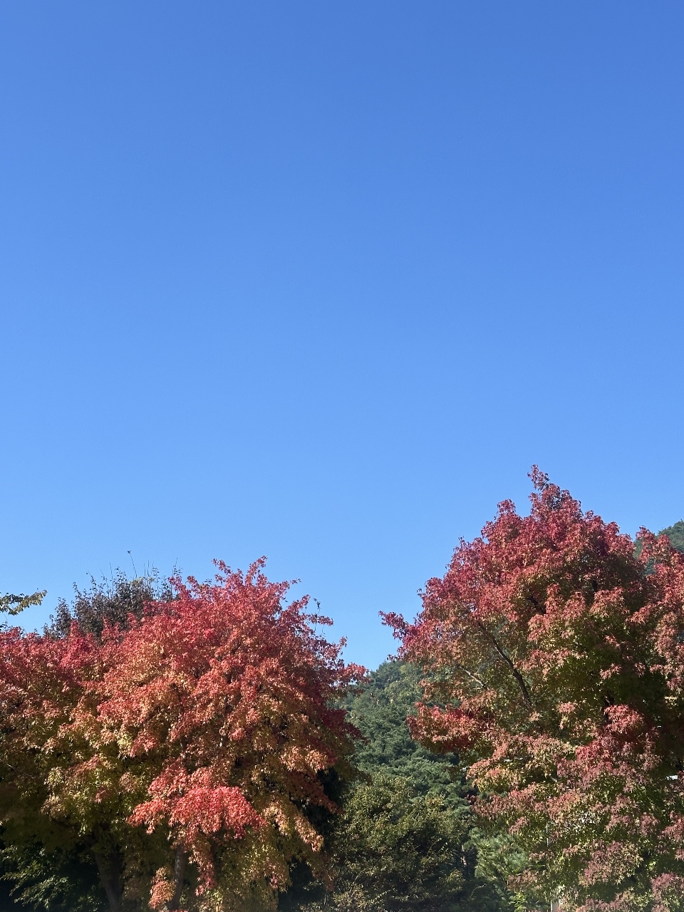단풍🍂