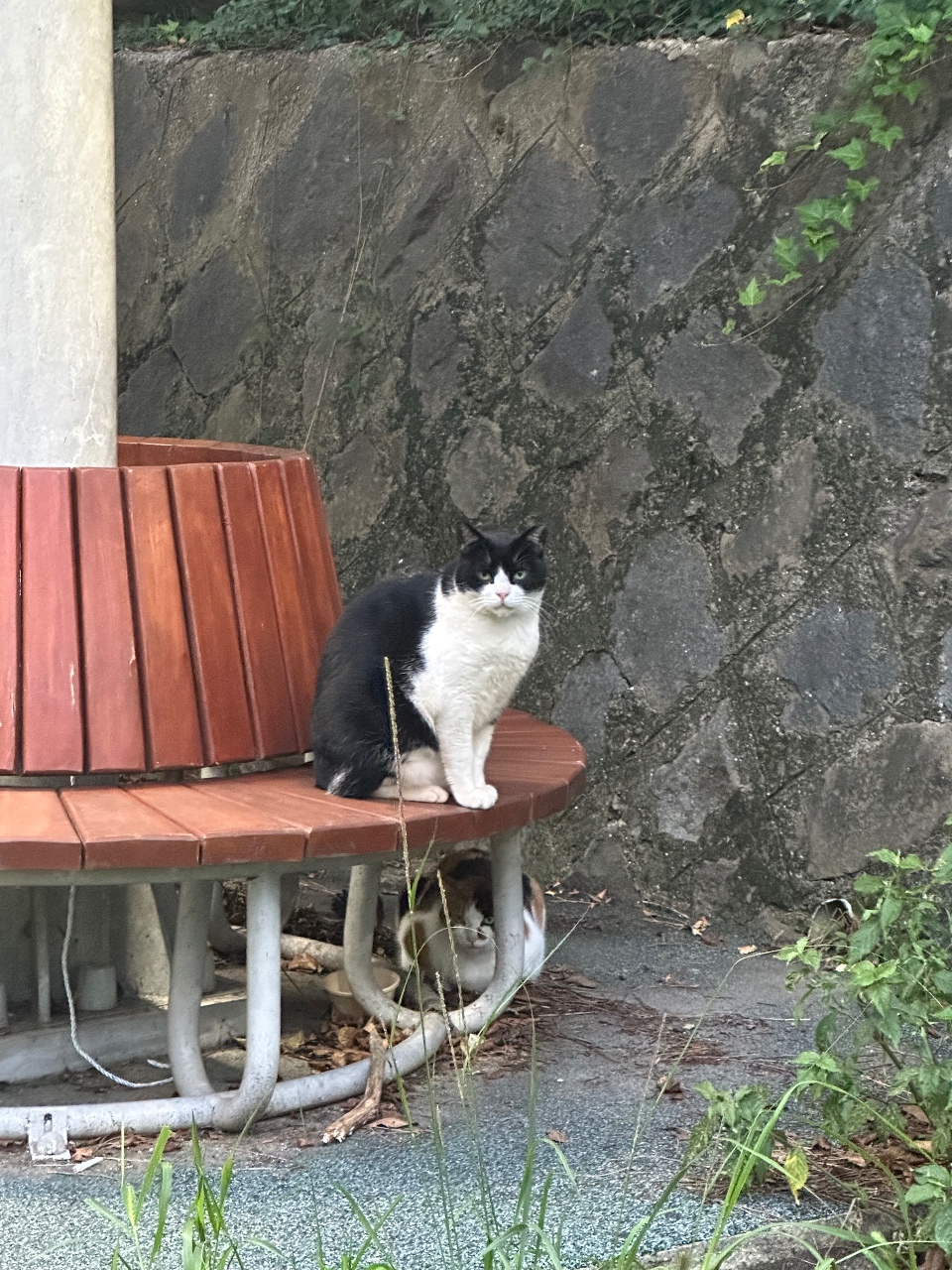 길가다 만난 냥이
