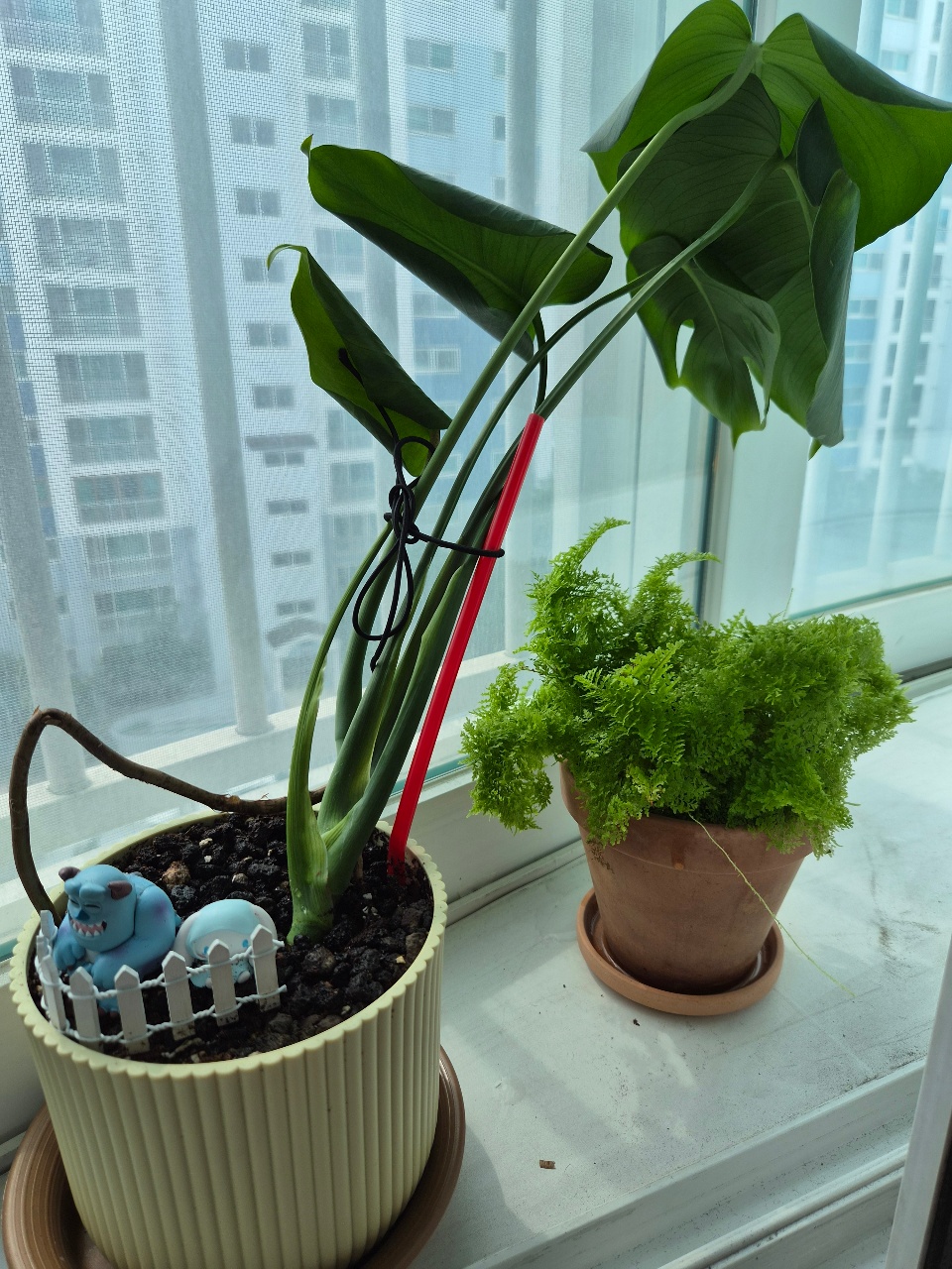 오랜만에 물 줬어요