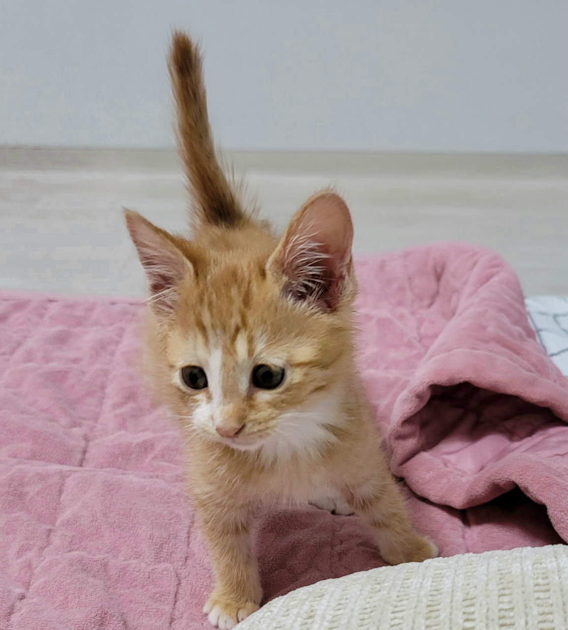 사진첩을 뒤적이다 발견한 아기냥이 시절 🐱