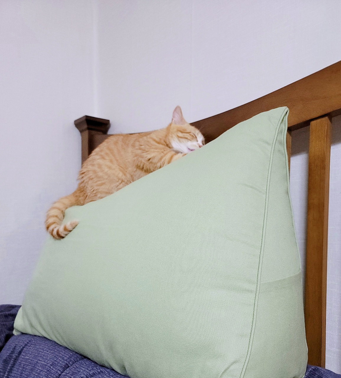 어릴 때부터 쭉 함께한 최애 쿠션에서 낮잠 중 💤
