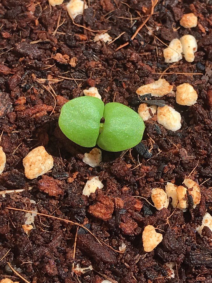 스윗바질이 뿅뿅!
