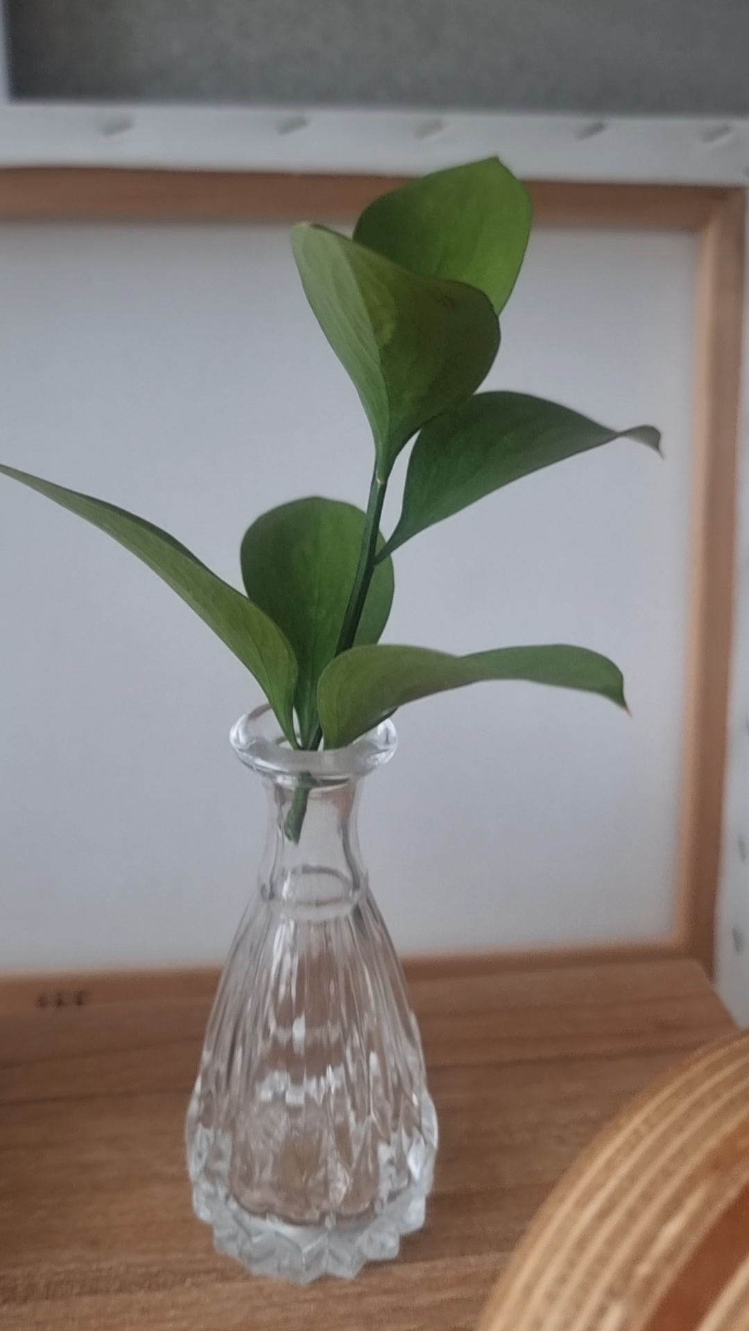 루스커스 🌿