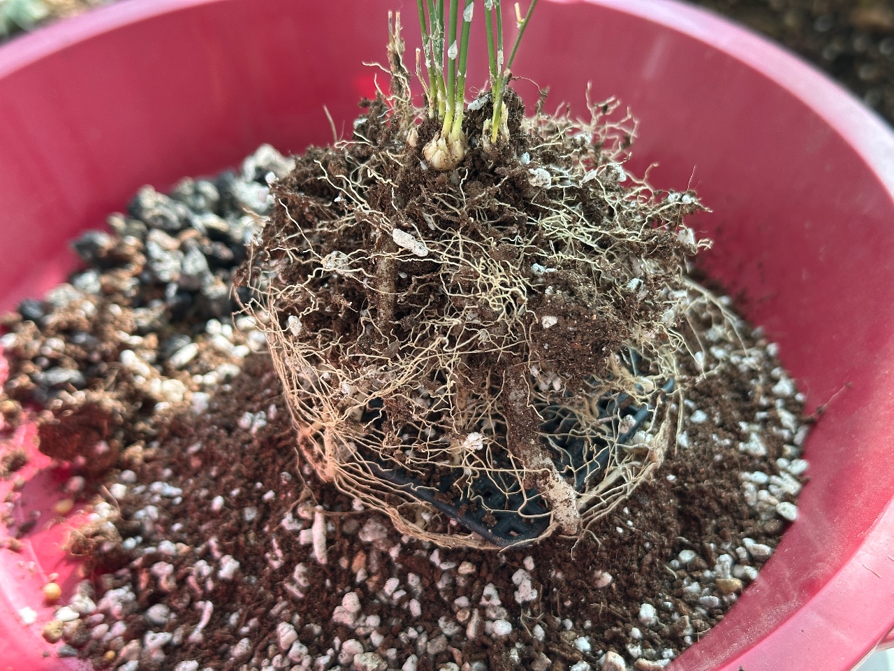 아스파라거스 봄맞이 분갈이하기🌿