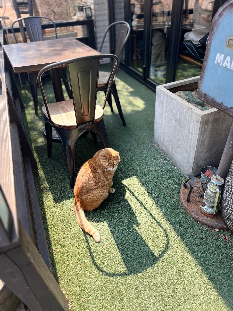 밥 먹으러 갔다가… 🐈