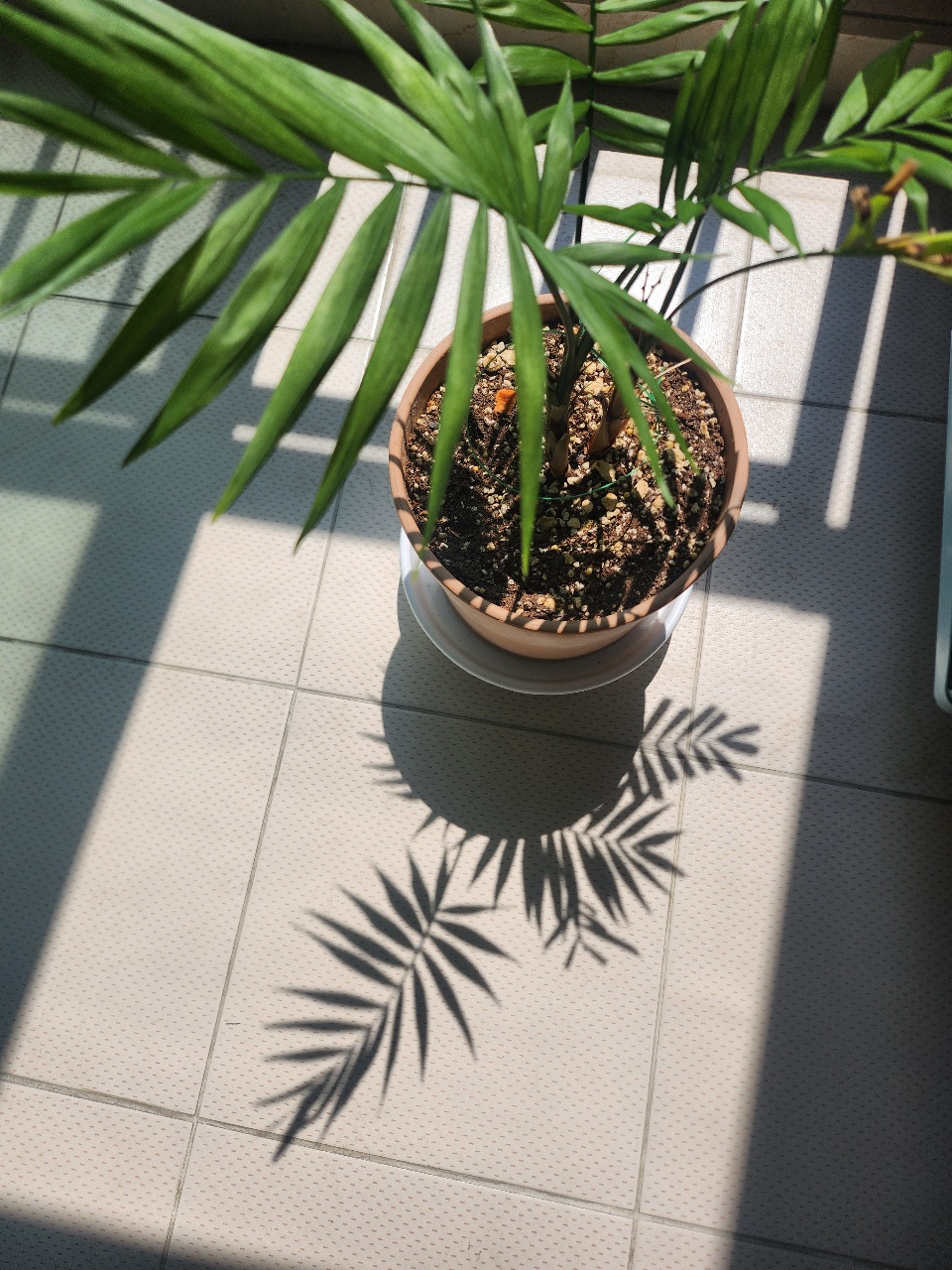 식물 물주기 바람쐬기 햇빛보기