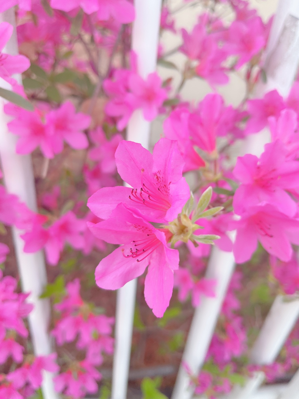 철쭉이 피는 계절💖