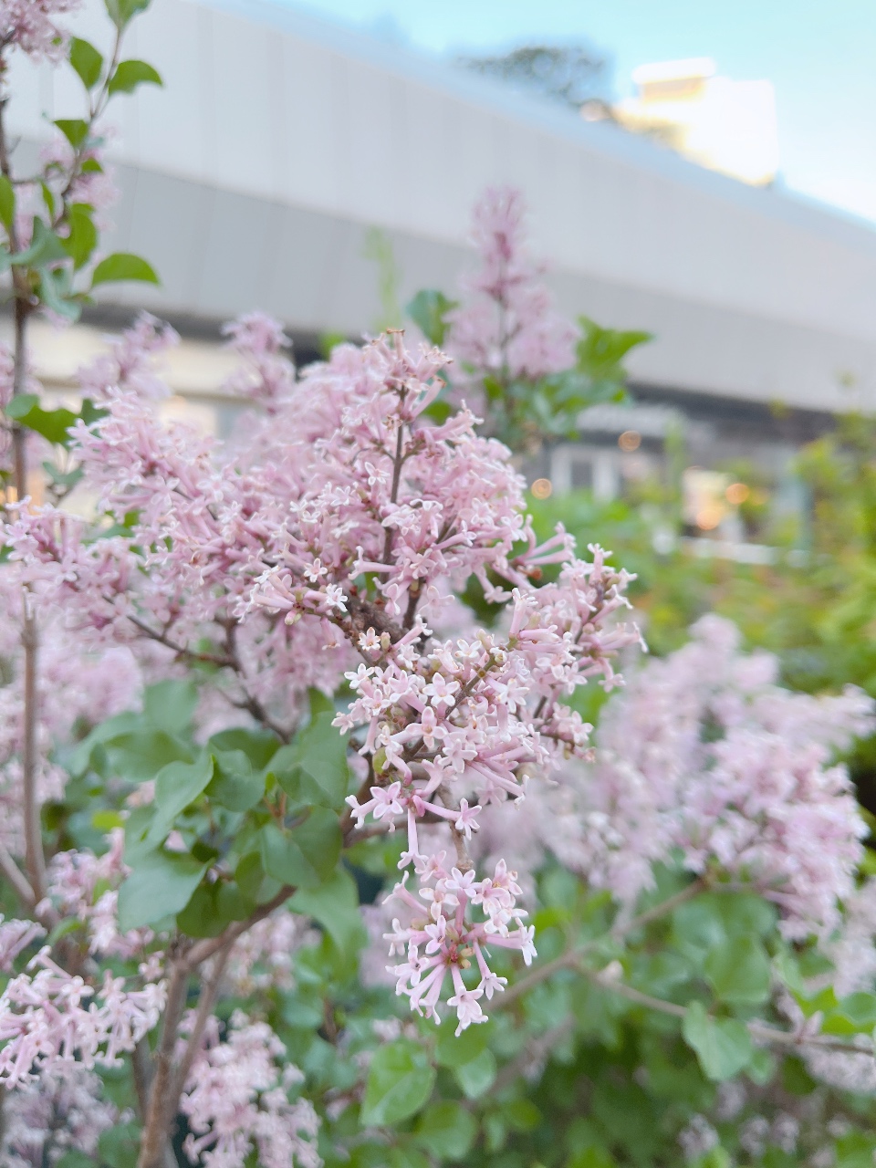 코엑스에서 봤던 꽃💐