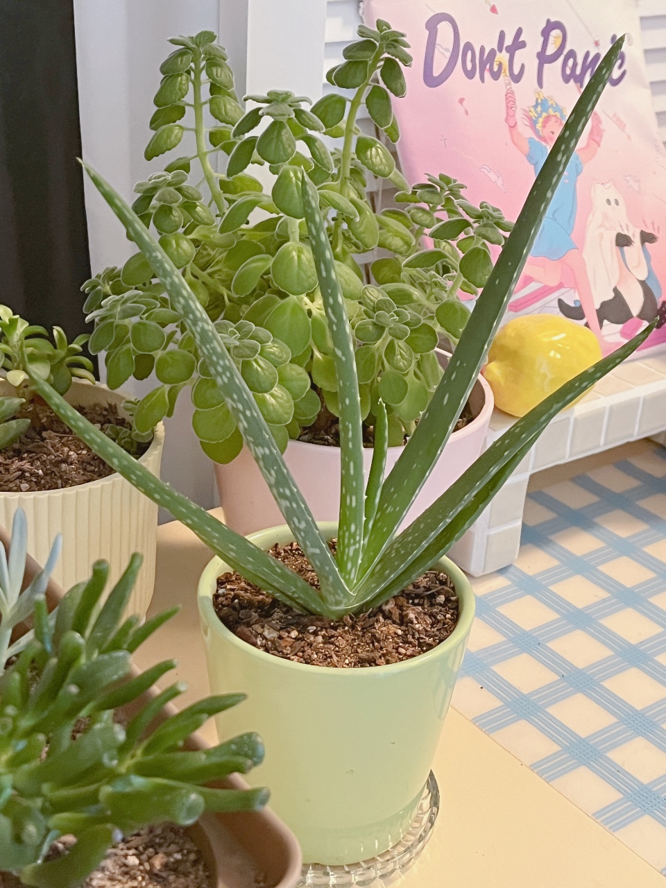많이 자란 알로에🌳