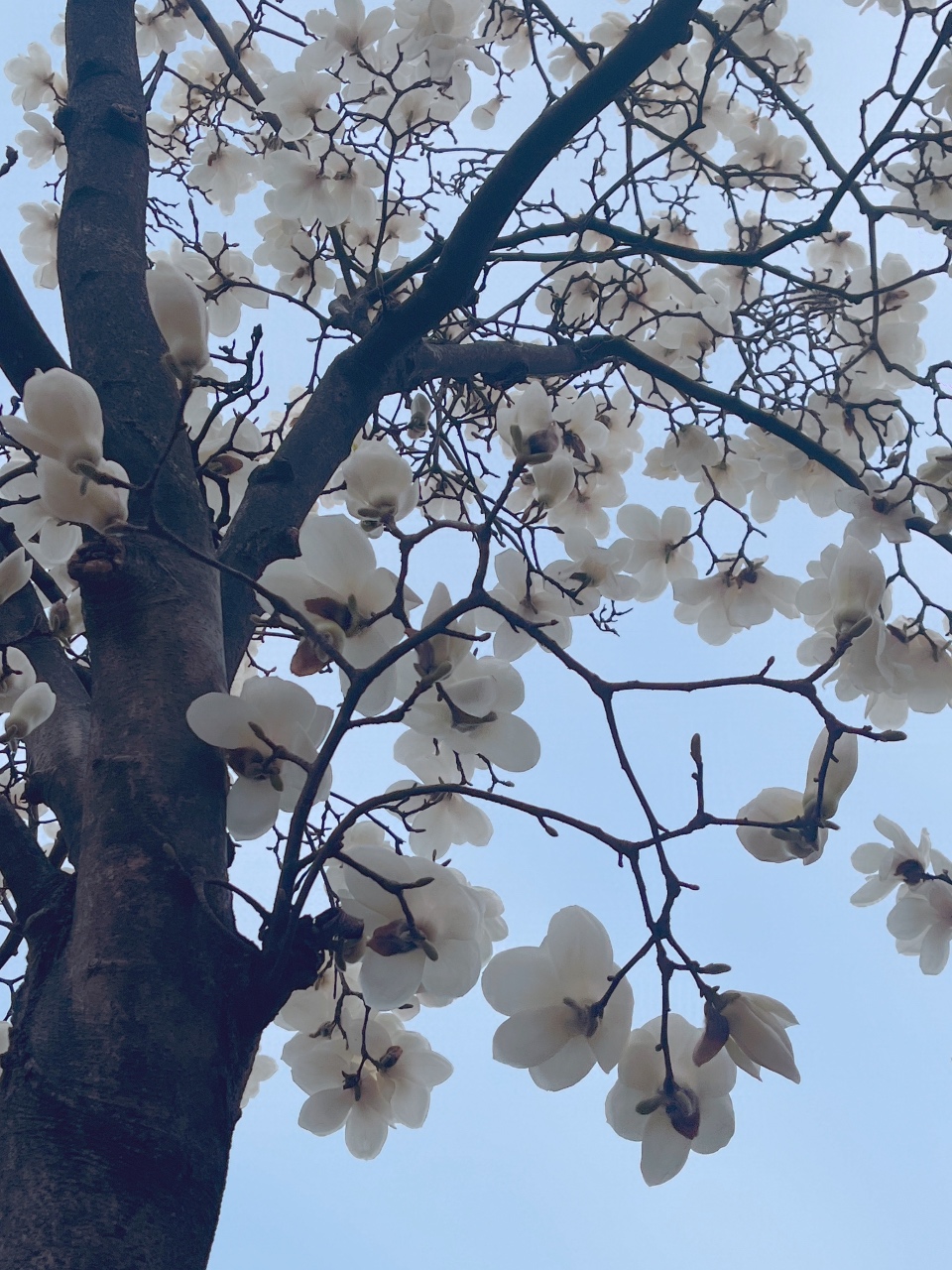 봄꽃들 구경🌸