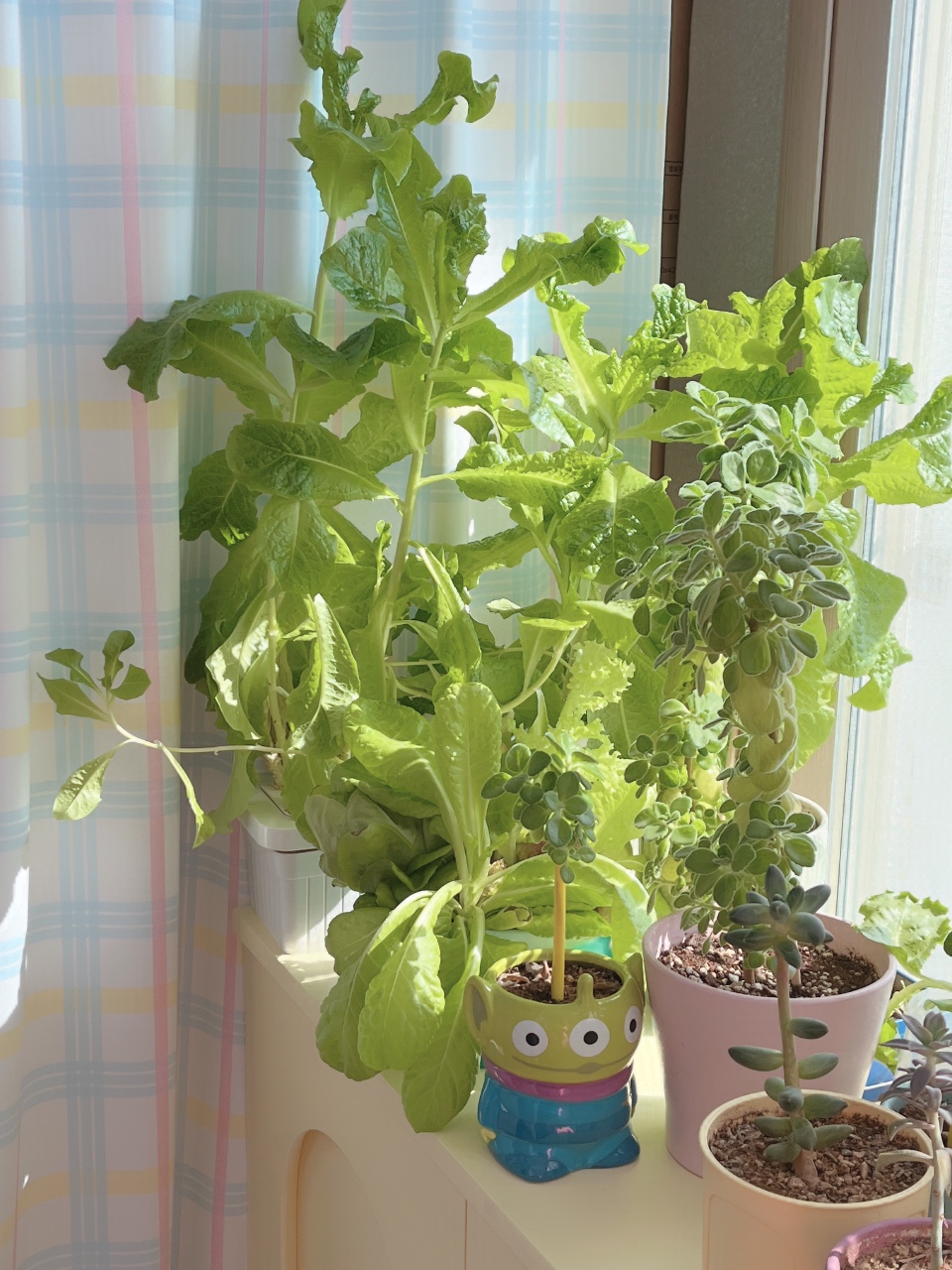 틔운으로 키웠던 상추🌿