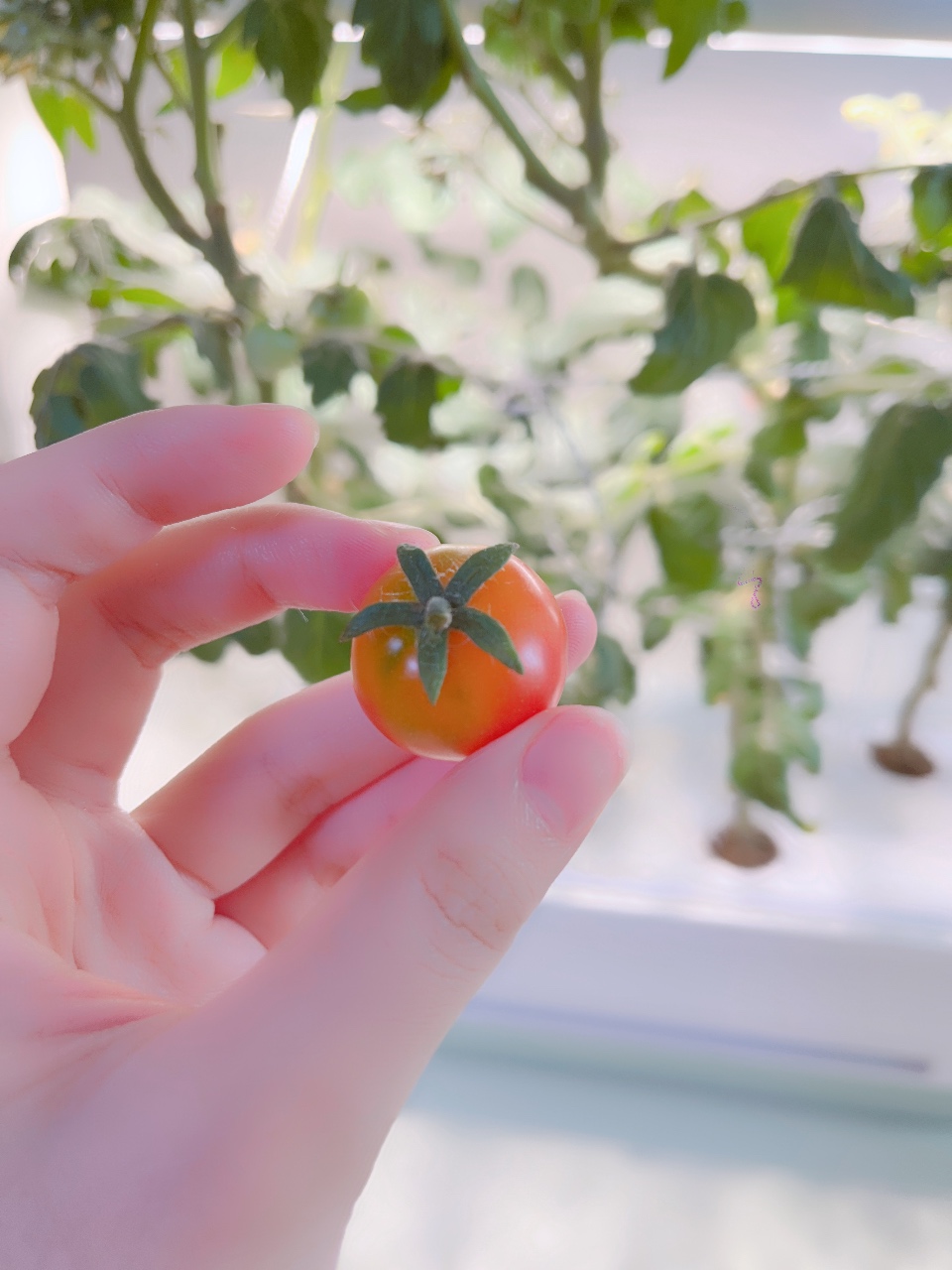 화분토마토 수확🍅
