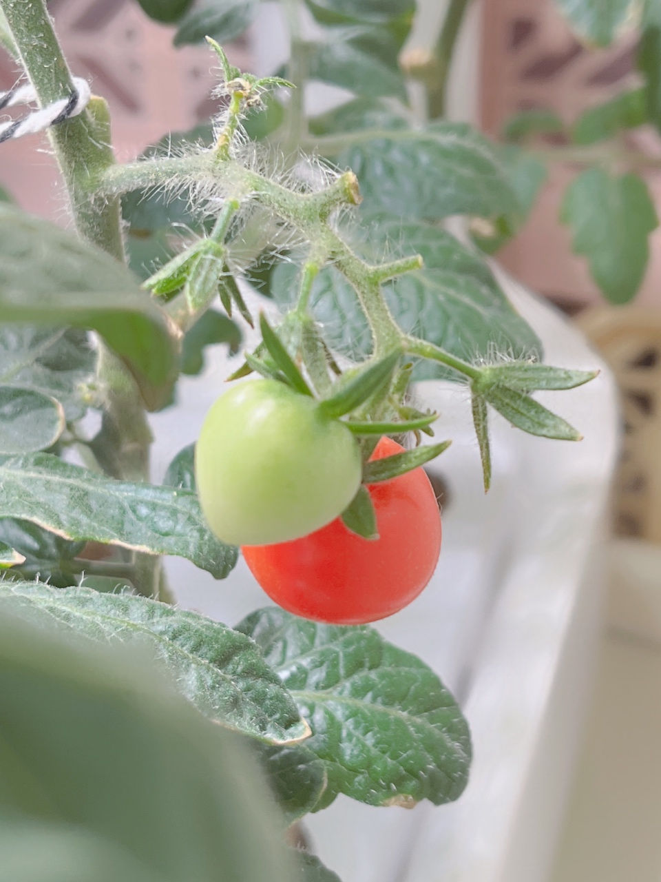 토마토가 빨갛게 되었어요🍅