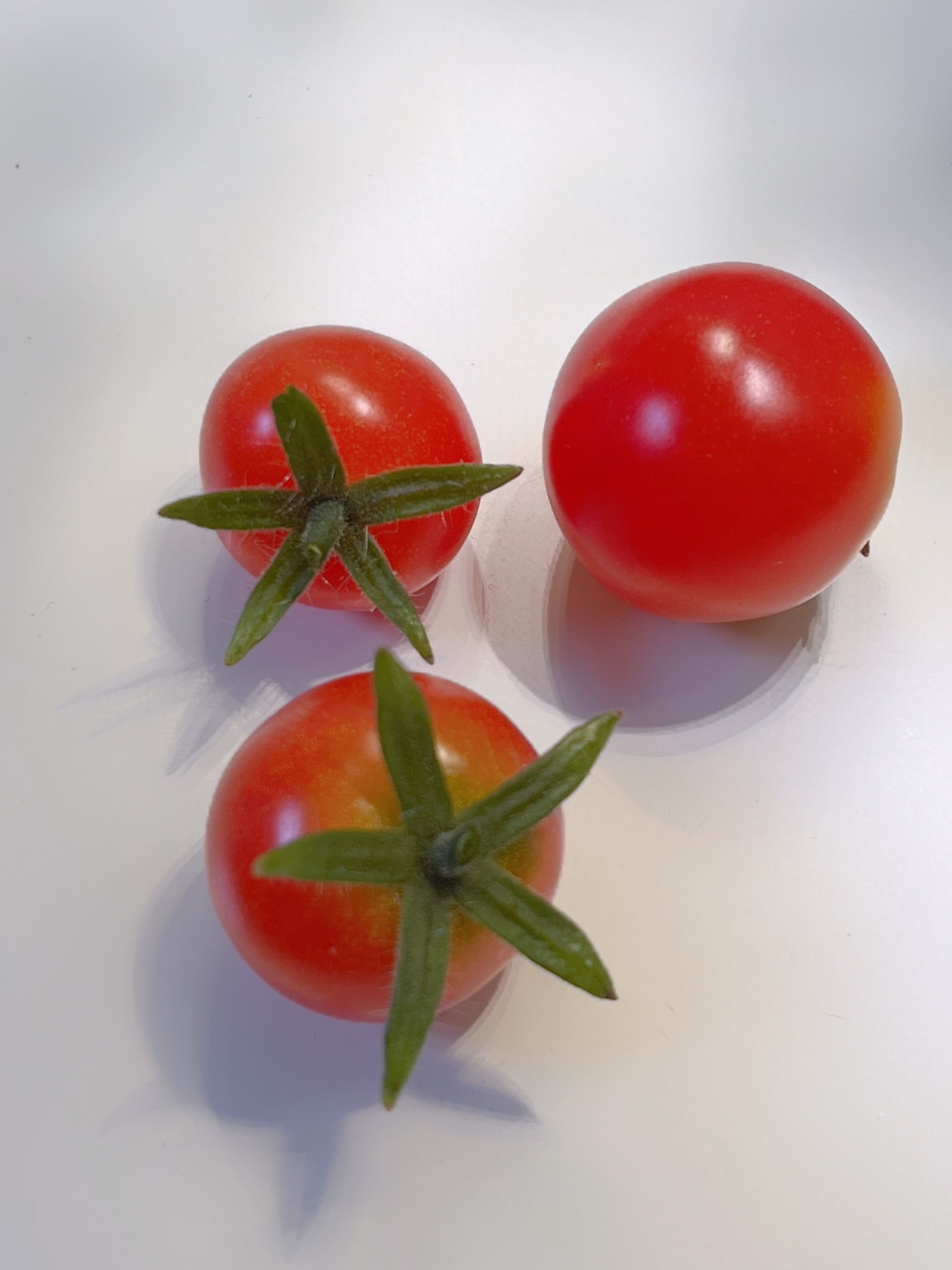 수확한 토마토🍅