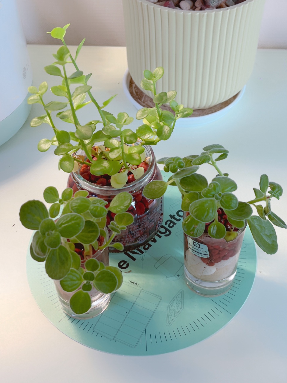 물꽂이한 식물들🌱