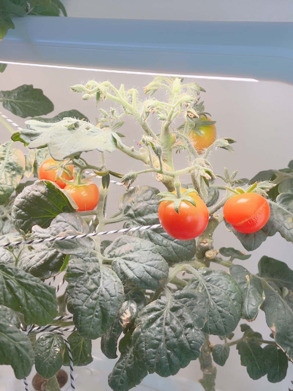 틔운 토마토 주렁주렁🍅