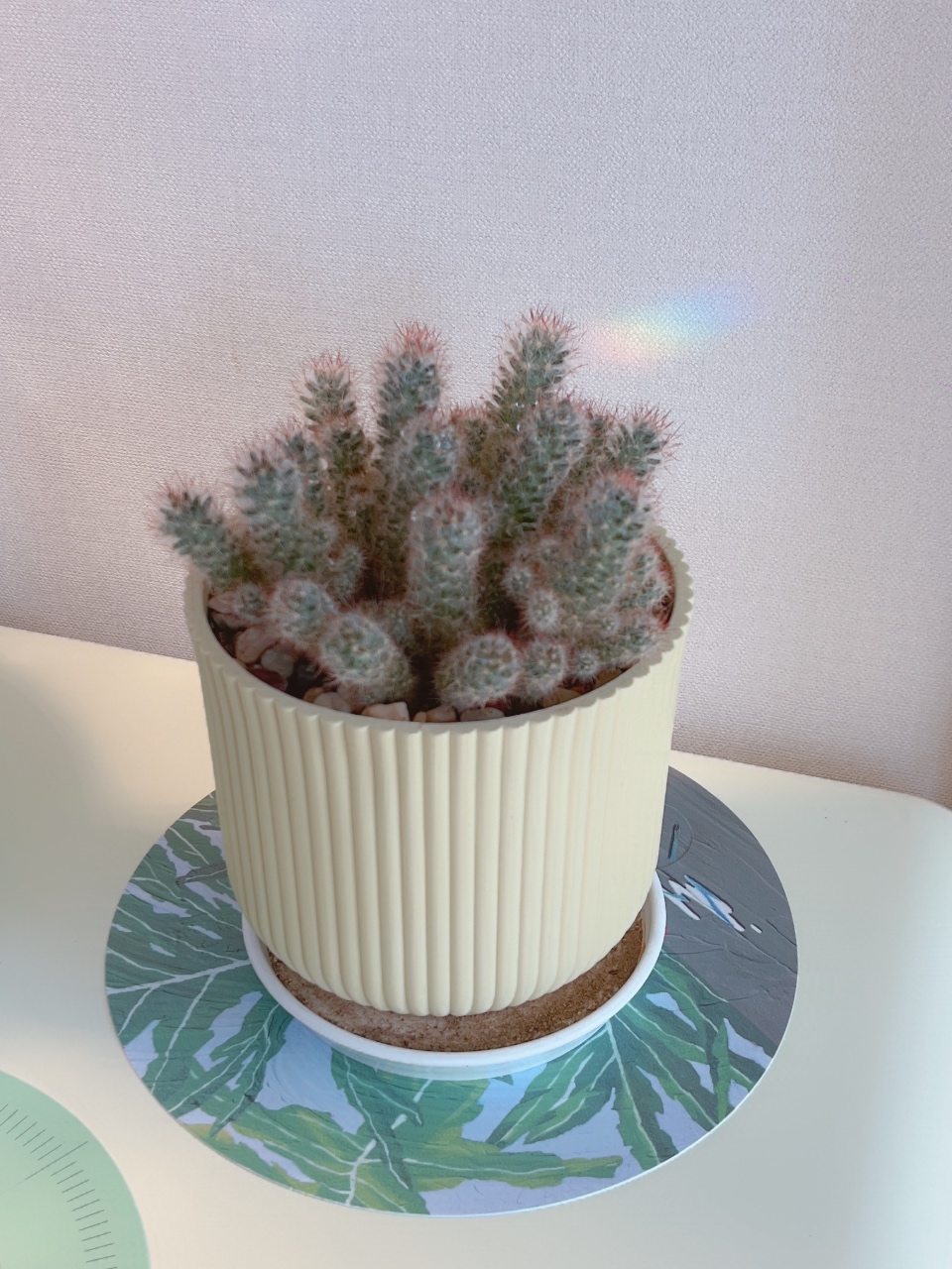 해도 예쁘구 선인장도 많이 컸다!🌵