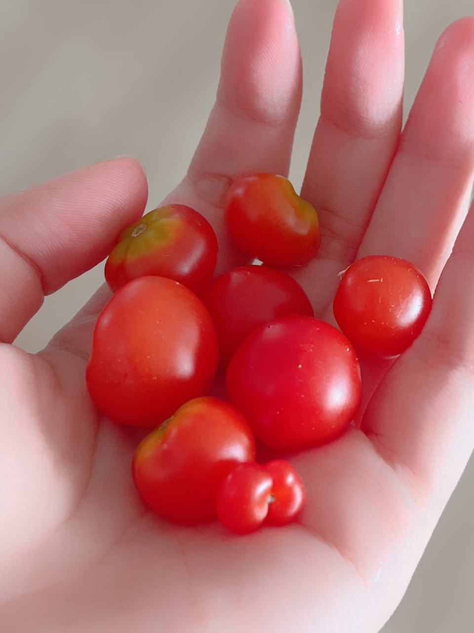 틔운에서 토마토 수확🍅