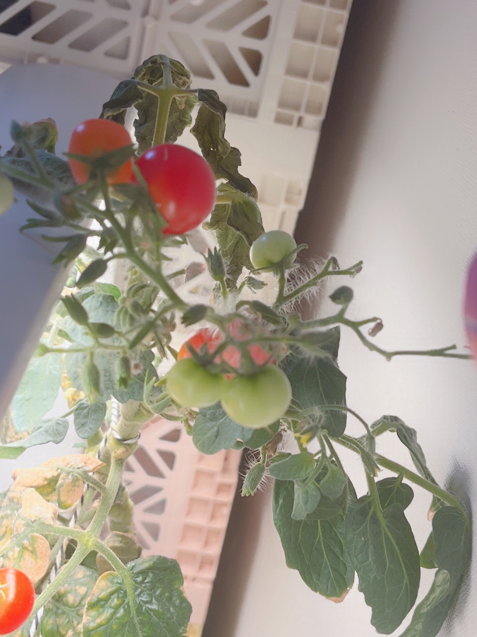 잘 자라고 있는 식물들🌱