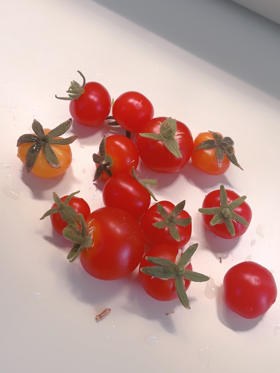 틔운에서 토마토 수확🍅