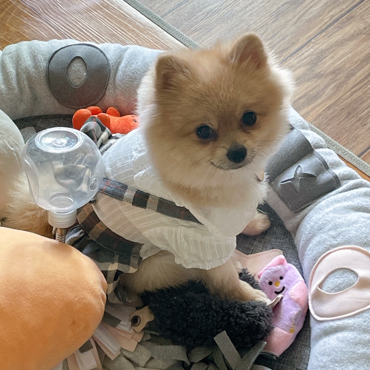 우리집 몽몽이!